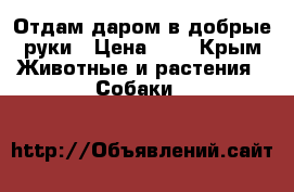 Отдам даром в добрые руки › Цена ­ - - Крым Животные и растения » Собаки   